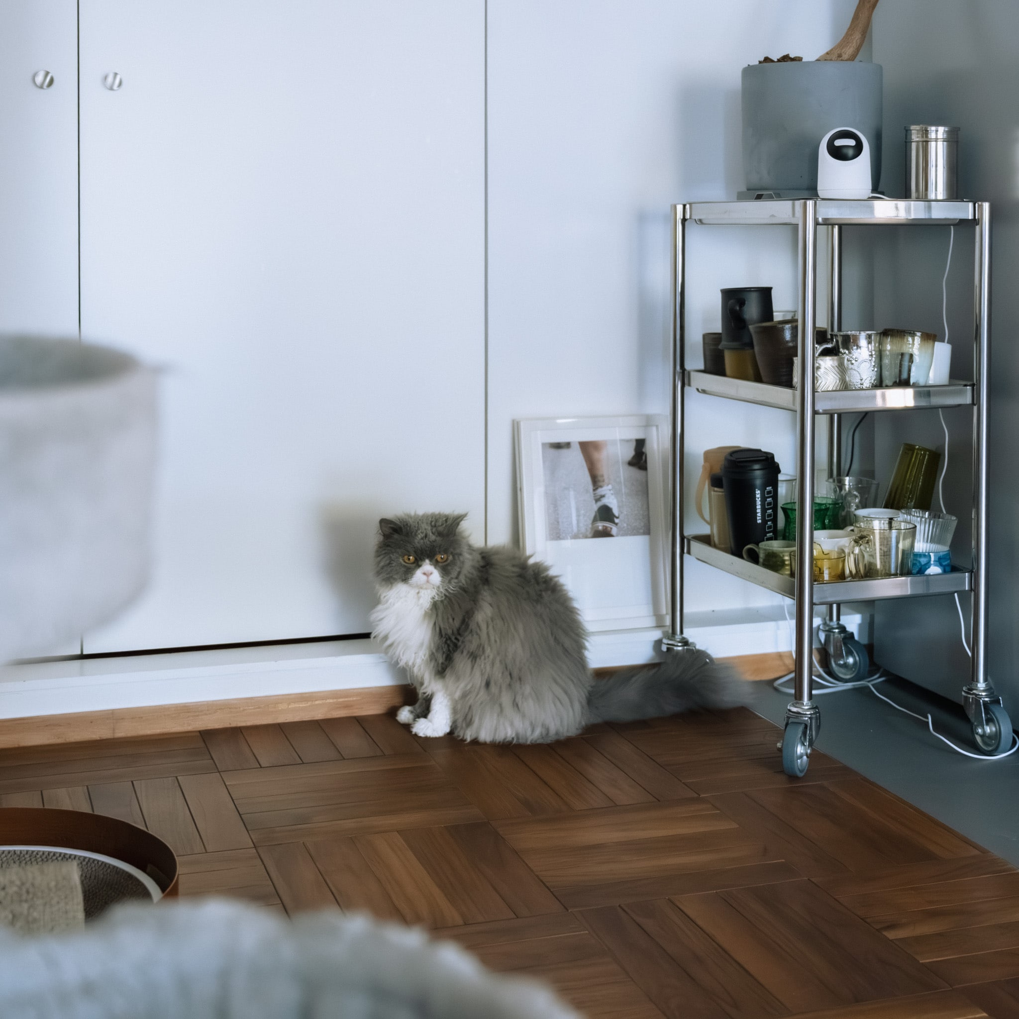 「猫と暮らす、整えすぎない家」永野さん_SqJD3N