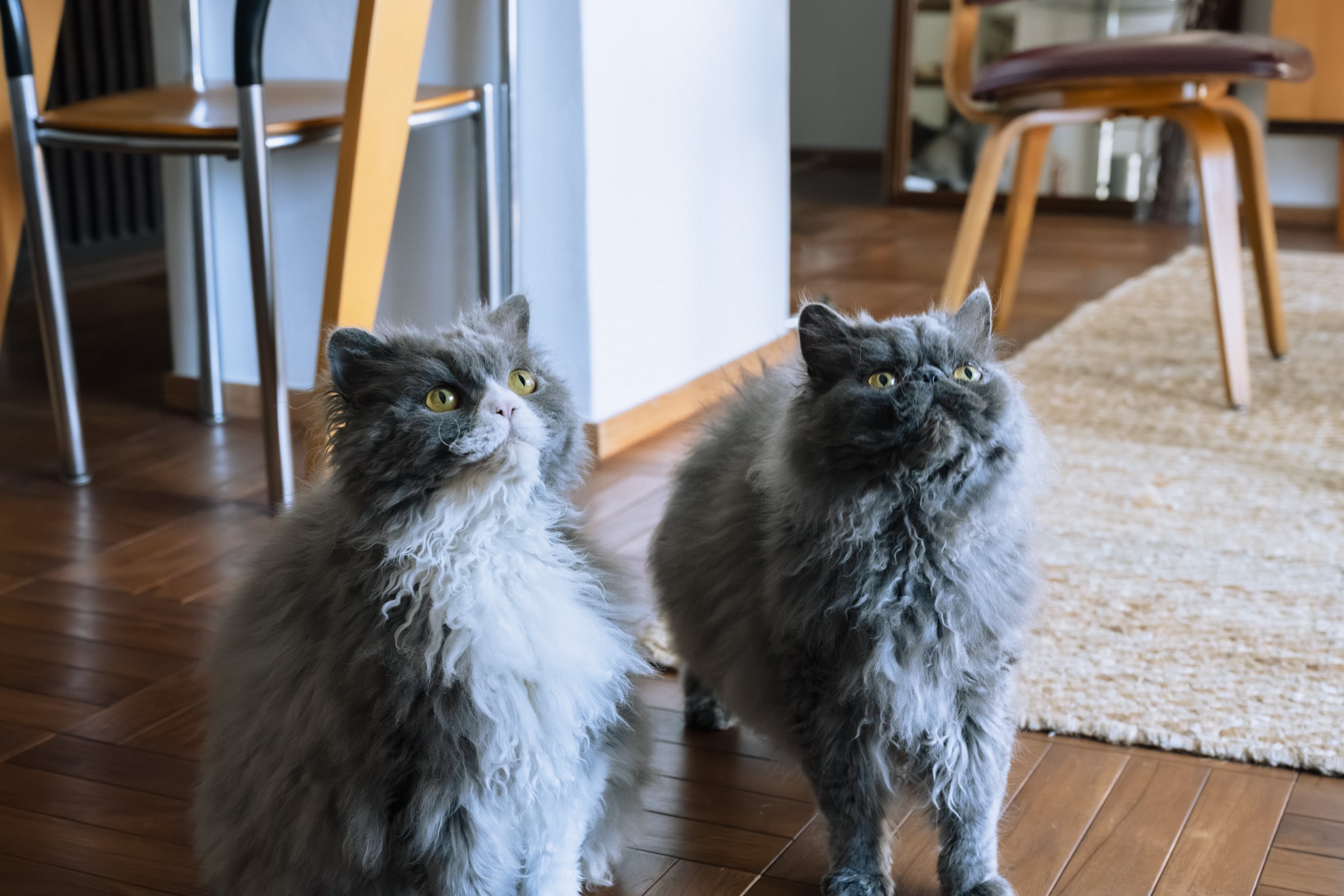 「猫と暮らす、整えすぎない家」永野さん_0afIou