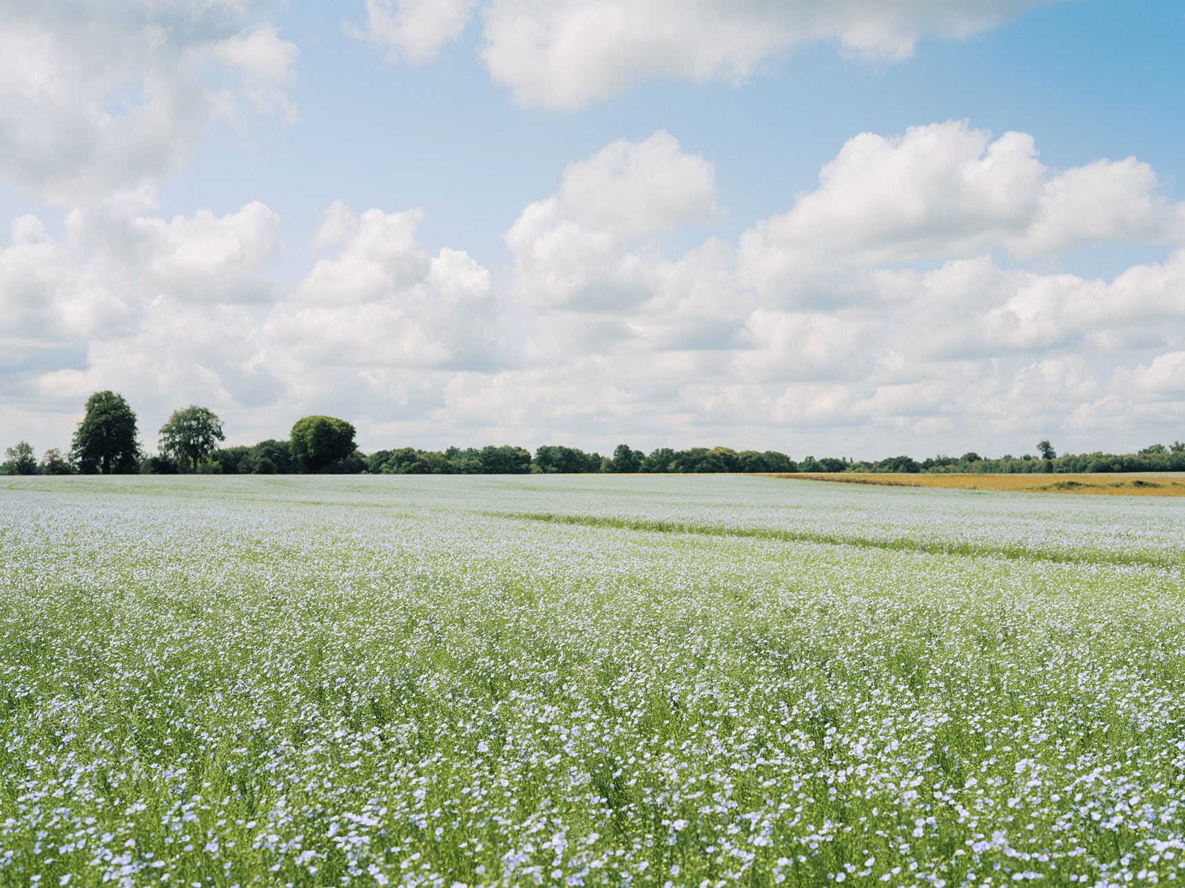 リネン｜長く使うほど馴染む天然素材_NEEQ9d