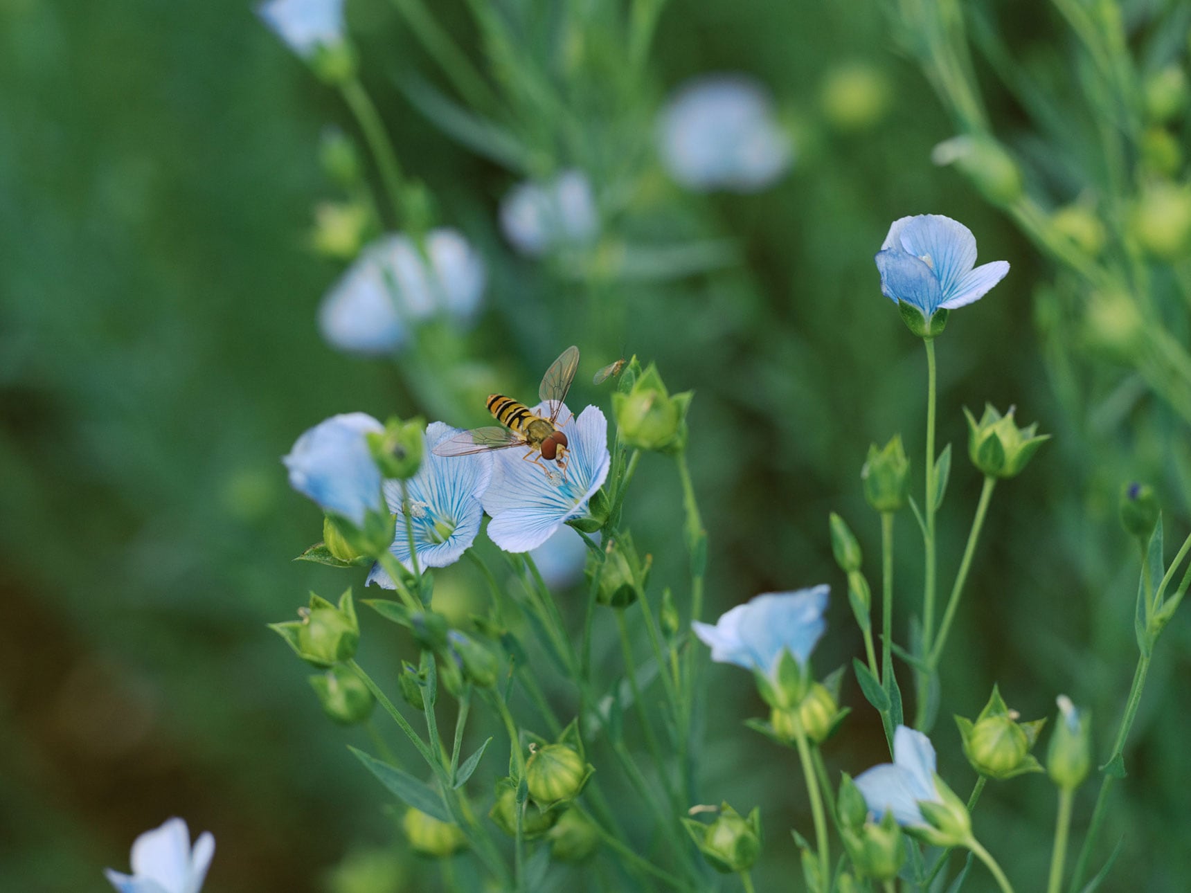 リネン｜長く使うほど馴染む天然素材_q98K4C
