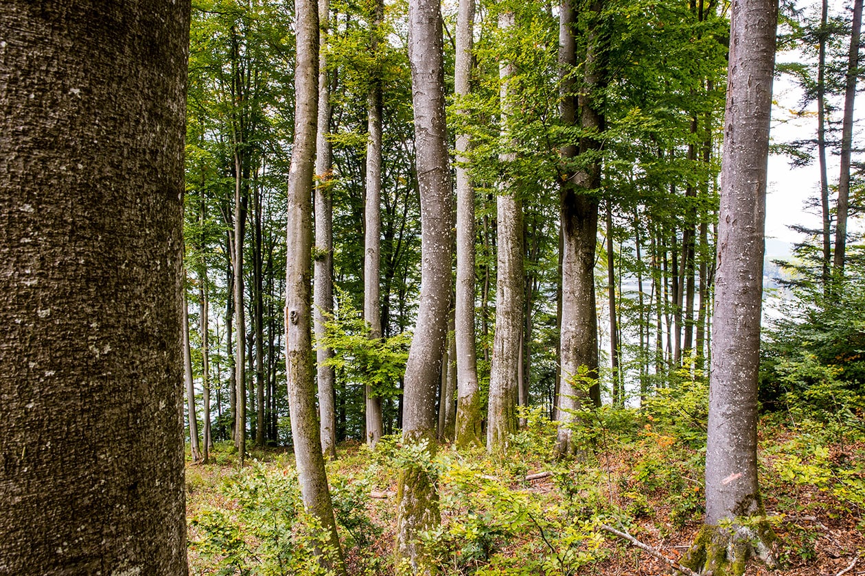 リヨセル｜天然由来の再生繊維_QHV7FD
