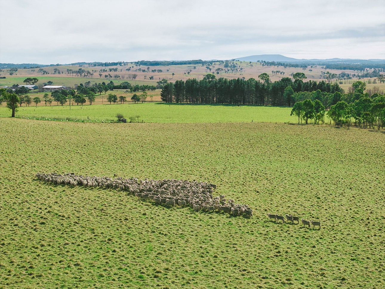 メリノウール｜なめらかで多機能な天然繊維_nI3gch