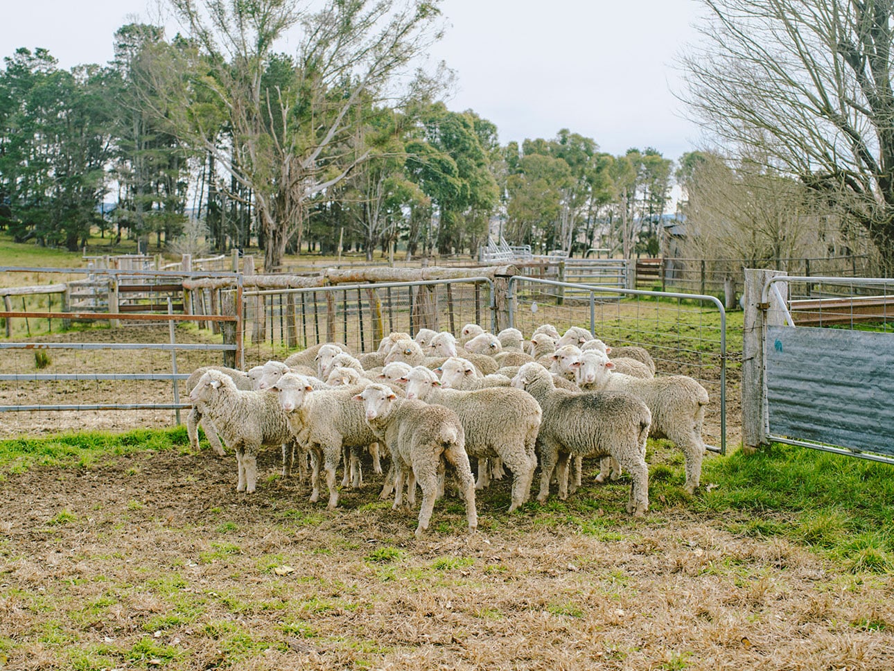 メリノウール｜なめらかで多機能な天然繊維_4Rk9lo