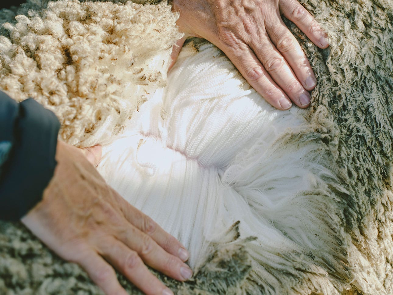 メリノウール｜なめらかで多機能な天然繊維_1V9iH6