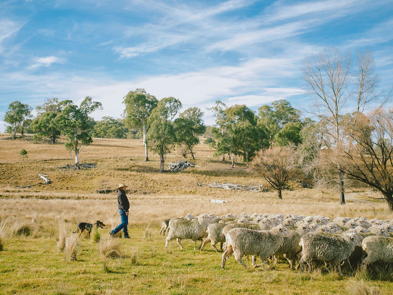 メリノウール｜なめらかで多機能な天然繊維_7ZD8EY