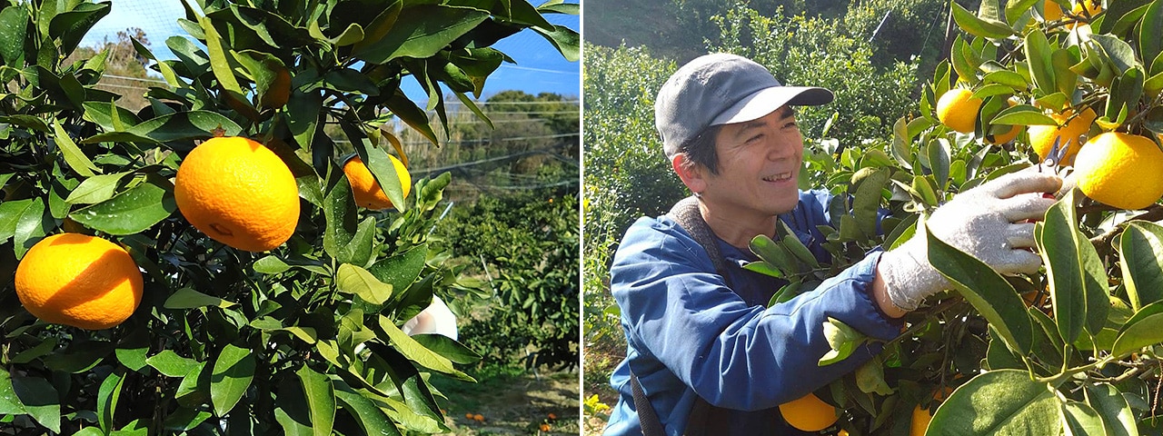 記事内画像：002 みかんの島のみかん農家【にいうち農園】が育てる、山口県オリジナル柑橘