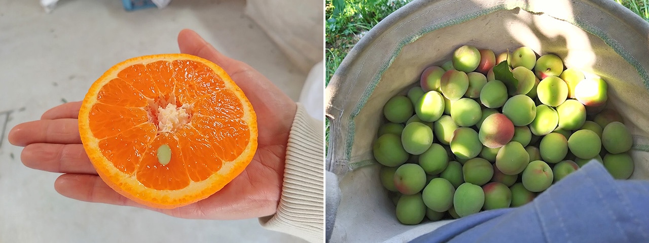 記事内画像：003 みかんの島のみかん農家【にいうち農園】が育てる、山口県オリジナル柑橘