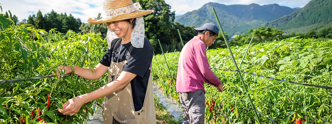 記事内画像：001 毎日の食卓に南阿蘇の風を　【南阿蘇手づくり農園菜の風】