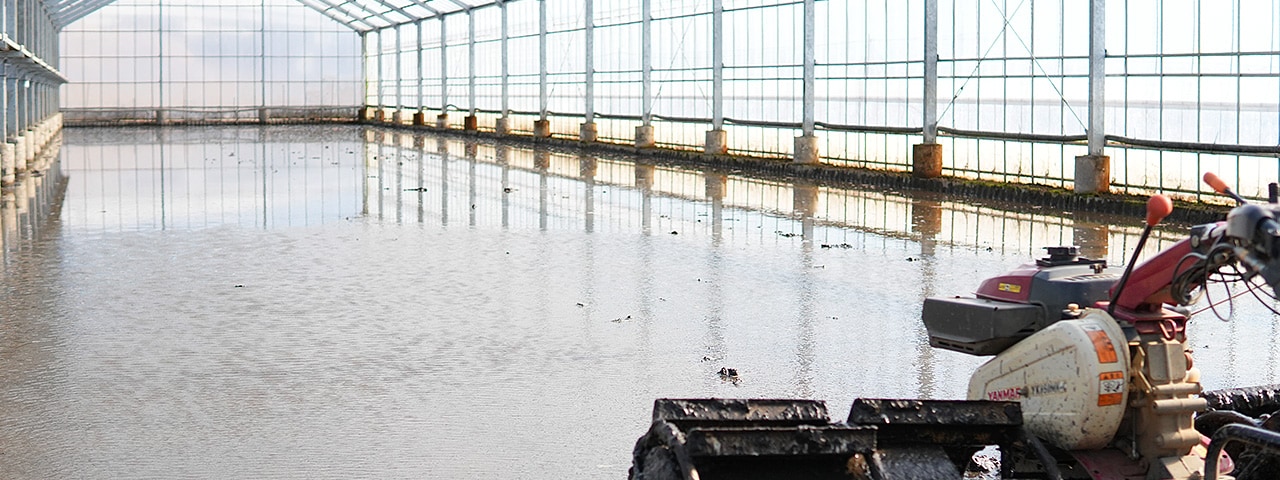 記事内画像：001 土と向き合い続けて、白く、美味しいれんこんを