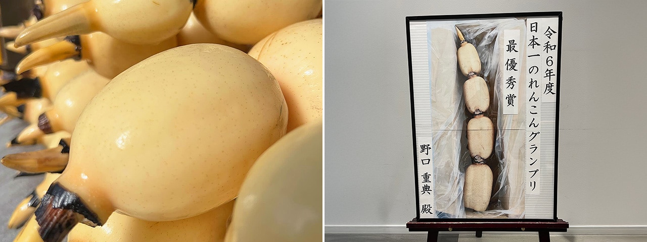 記事内画像：003 土と向き合い続けて、白く、美味しいれんこんを