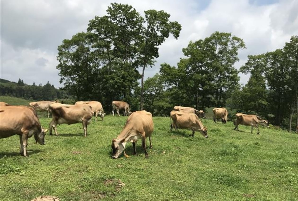 森林ノ牧場　ジャージー牛乳