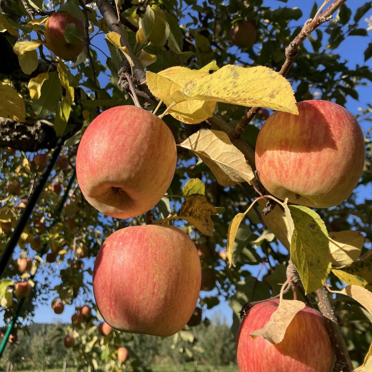 成田農園　りんご　無印良品