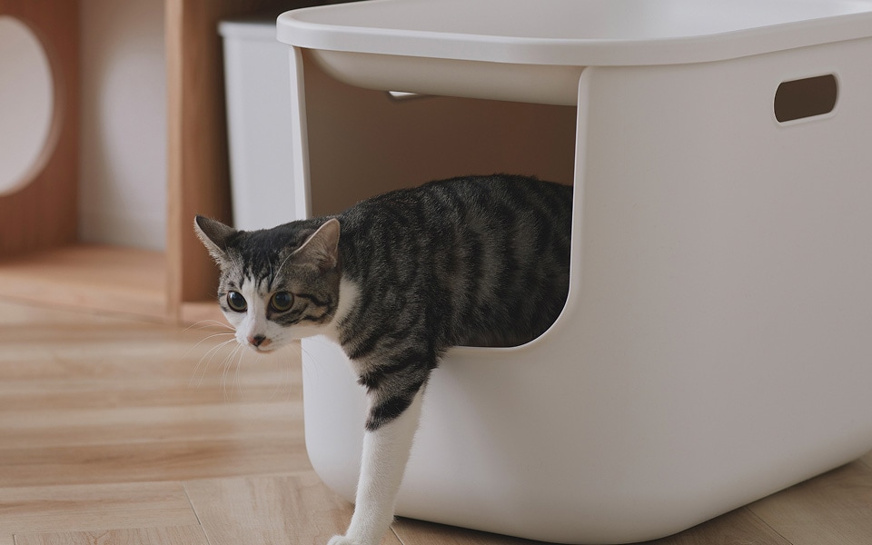 猫とくつろぐ、無印良品の空間