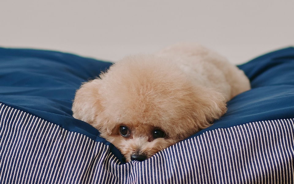犬とくつろぐ、無印良品の空間