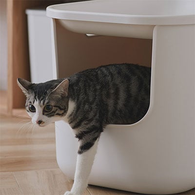 猫とくつろぐ、無印良品の空間