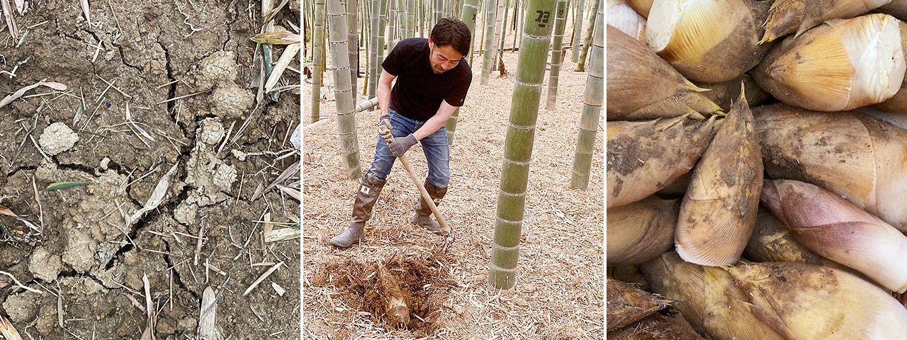 記事内画像：002 200年前からの伝統製法を受け継ぐ、京都の「白子たけのこ」。【DELICEキョウト】の挑戦