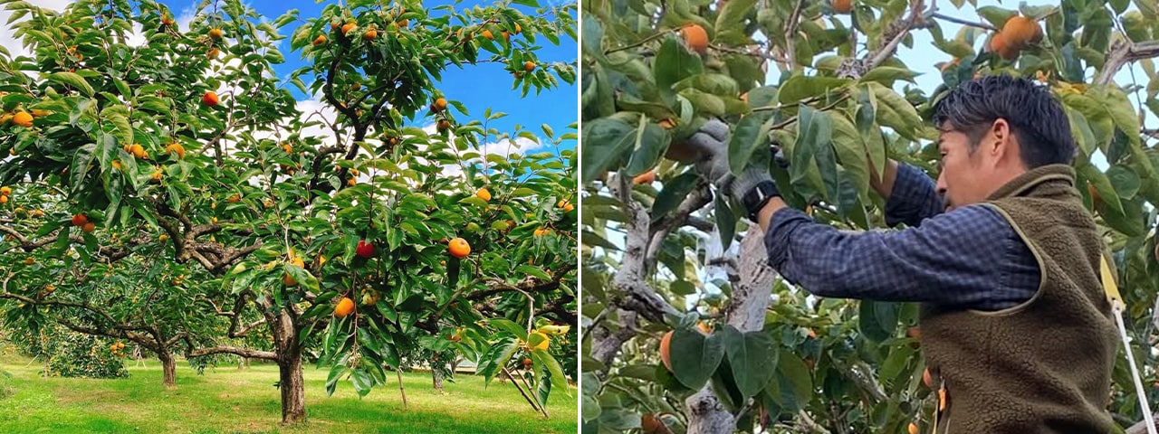 記事内画像：003 200年前からの伝統製法を受け継ぐ、京都の「白子たけのこ」。【DELICEキョウト】の挑戦