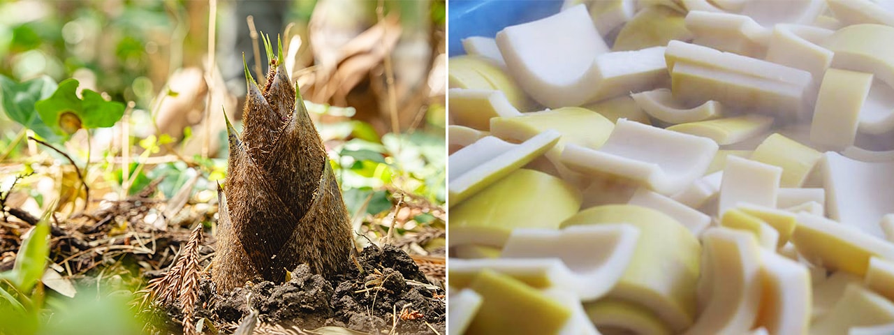 記事内画像：003 【道の駅たがみ】がつないでいく田上町に眠る宝、「越の梅」と「田上たけのこ」