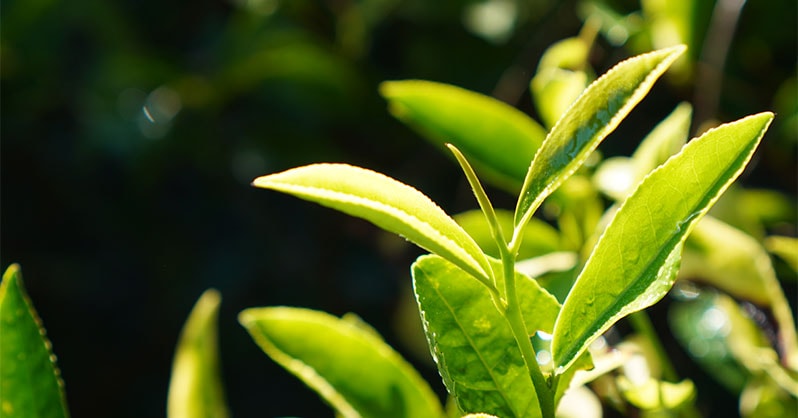 茶の木の新芽の様子