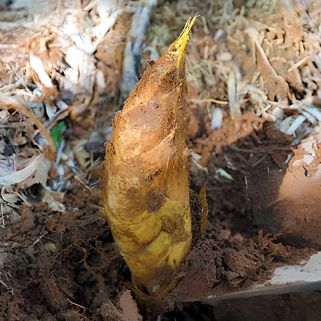 朝採れたけのこ