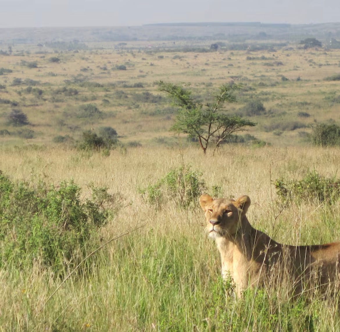 MUJIアプリでたまったポイントで、「寄付」する方法_purn99