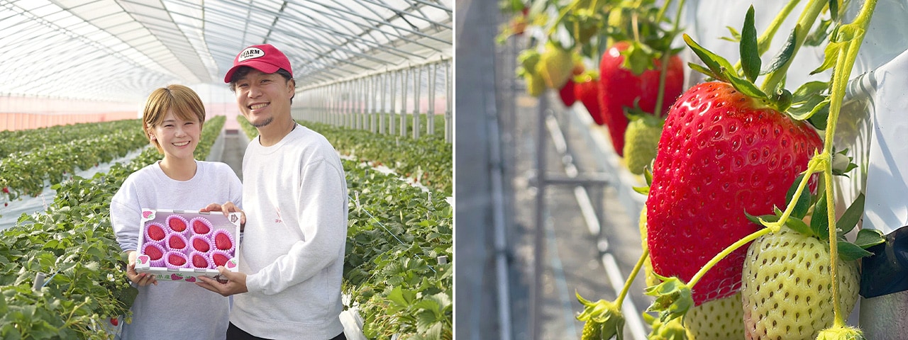 記事内画像：001 あくまでも完熟にこだわる。【6FARM】の古都・奈良を飾る新しい“華”となるいちご「古都華」