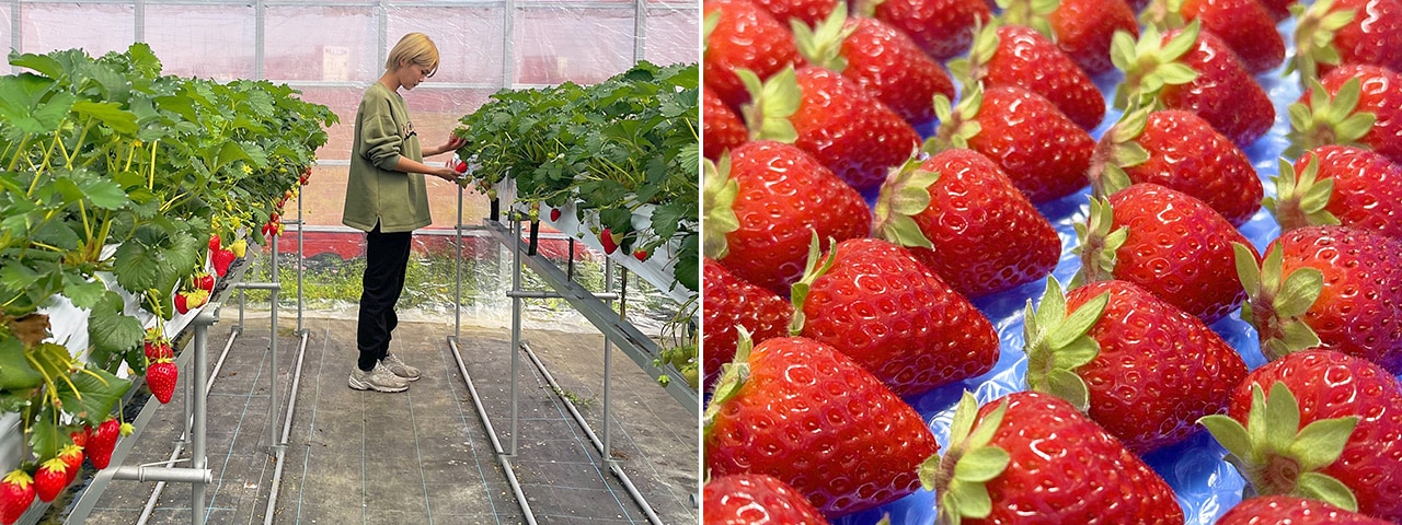 記事内画像：002 あくまでも完熟にこだわる。【6FARM】の古都・奈良を飾る新しい“華”となるいちご「古都華」