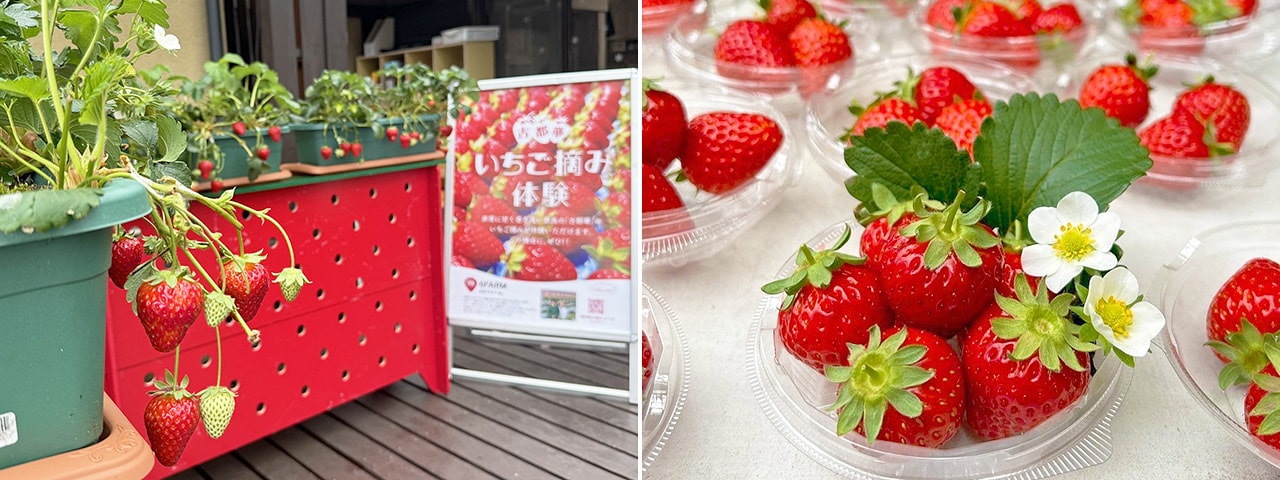 記事内画像：003 あくまでも完熟にこだわる。【6FARM】の古都・奈良を飾る新しい“華”となるいちご「古都華」