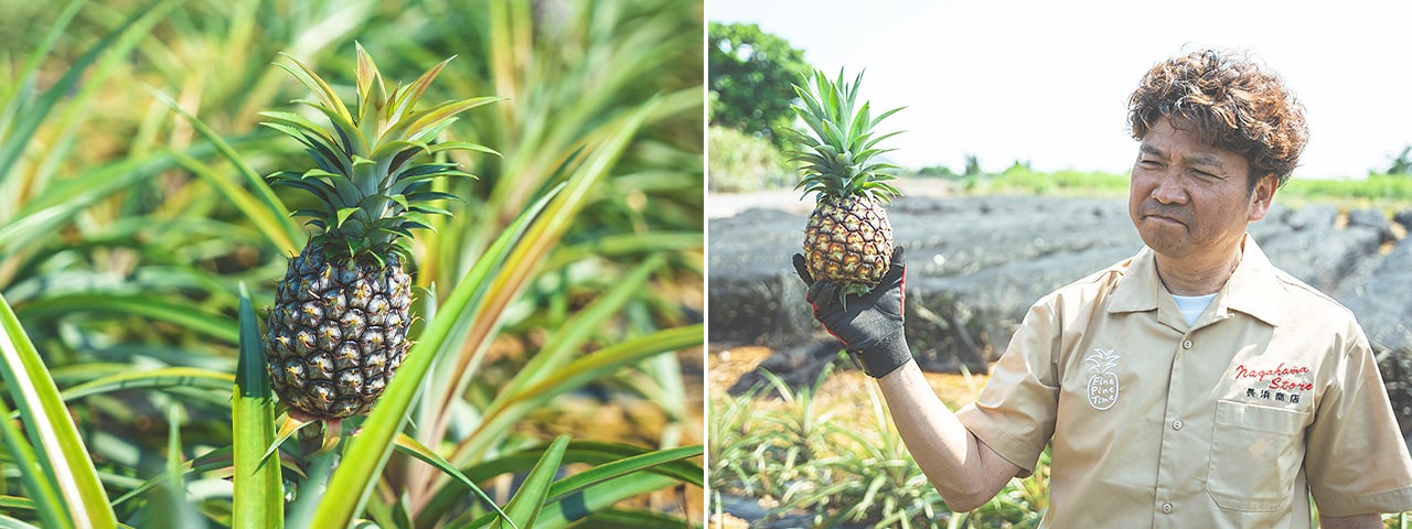 記事内画像：001 沖縄の発展を支えてきたパイナップルと共に生きていく。【長浜商店】のパイン