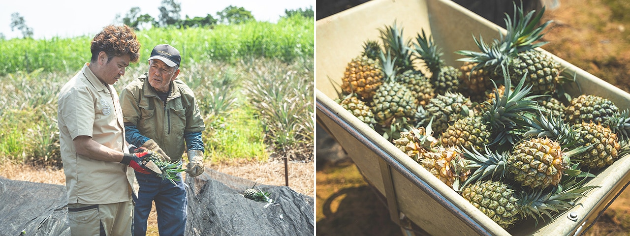 記事内画像：002 沖縄の発展を支えてきたパイナップルと共に生きていく。【長浜商店】のパイン