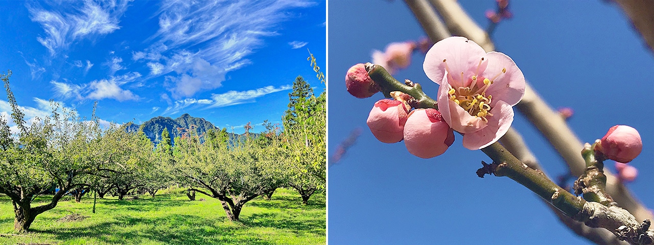 記事内画像：001 カリカリ梅にはもってこいの小粒梅「織姫」から、青いダイヤと呼ばれた「白加賀」まで。群馬が誇る【木の花園】の梅