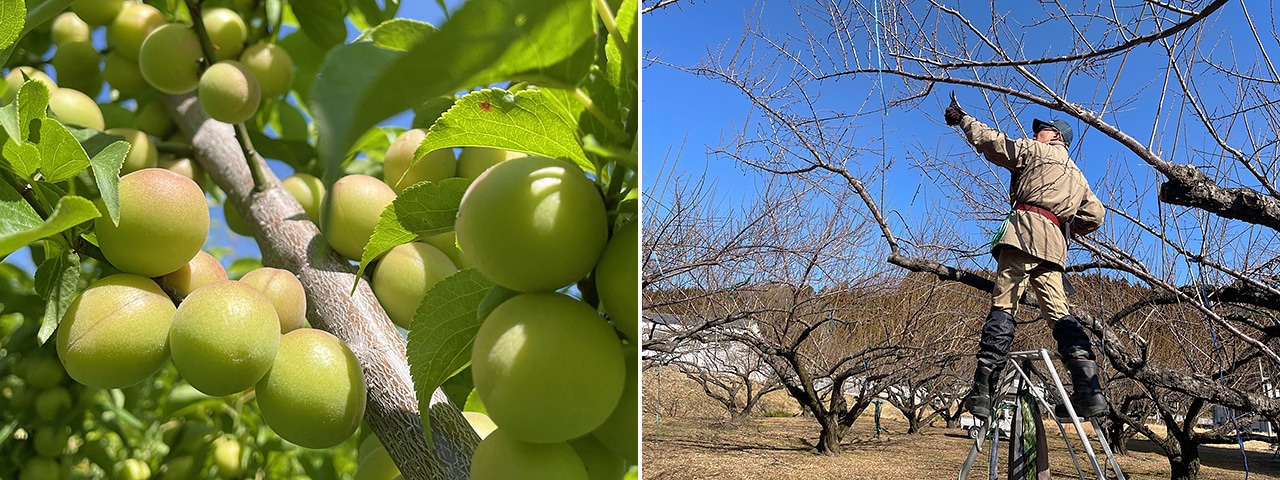 記事内画像：002 カリカリ梅にはもってこいの小粒梅「織姫」から、青いダイヤと呼ばれた「白加賀」まで。群馬が誇る【木の花園】の梅