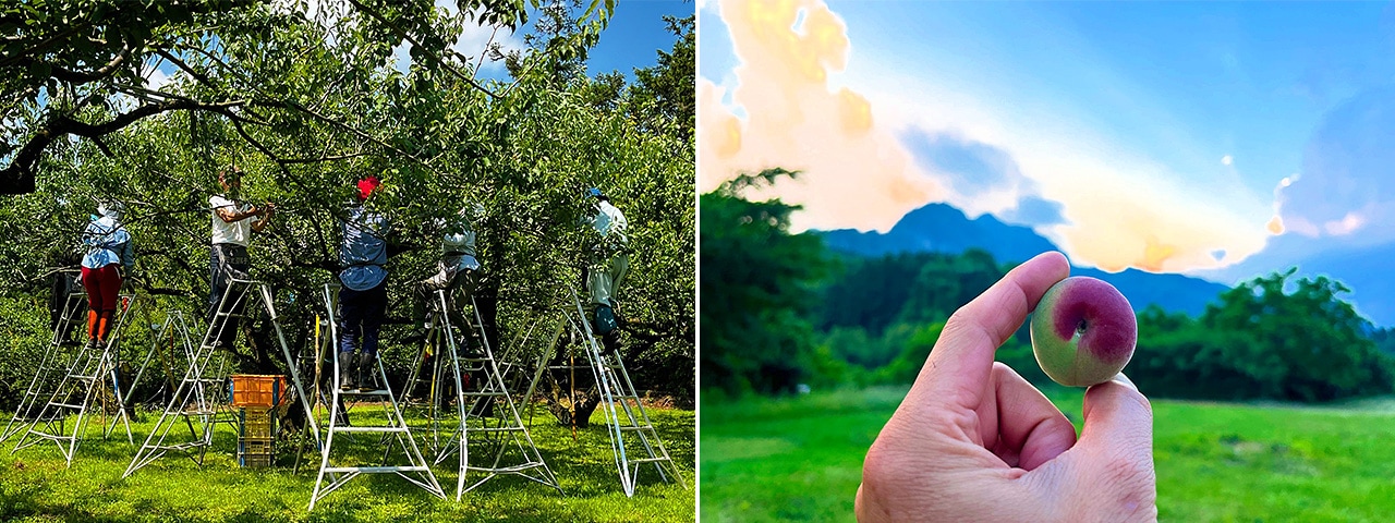 記事内画像：003 カリカリ梅にはもってこいの小粒梅「織姫」から、青いダイヤと呼ばれた「白加賀」まで。群馬が誇る【木の花園】の梅