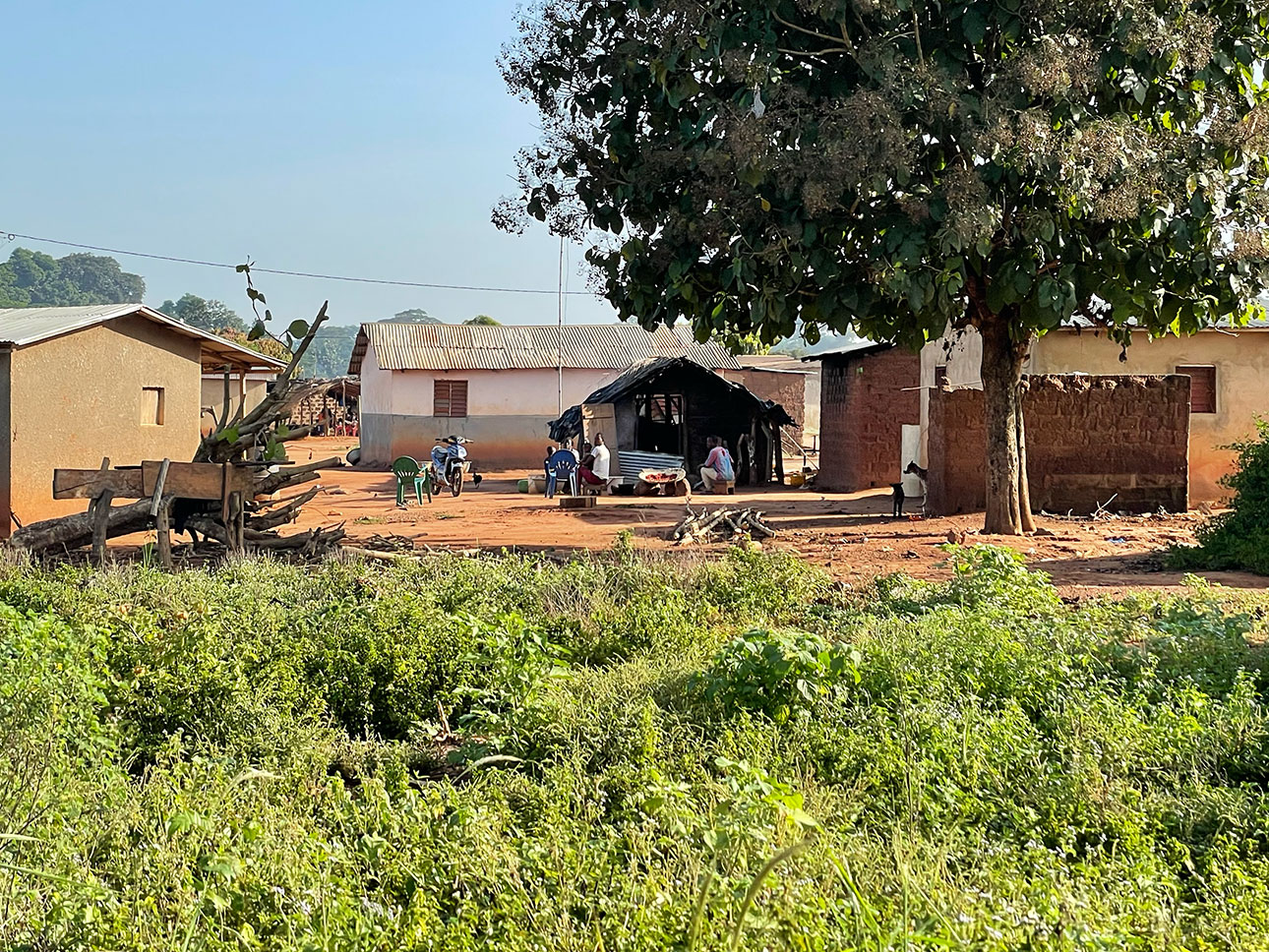 アフリカの自然が育てた綿｜農業の健全な発展と、自然環境の保全につながる_93TrqD