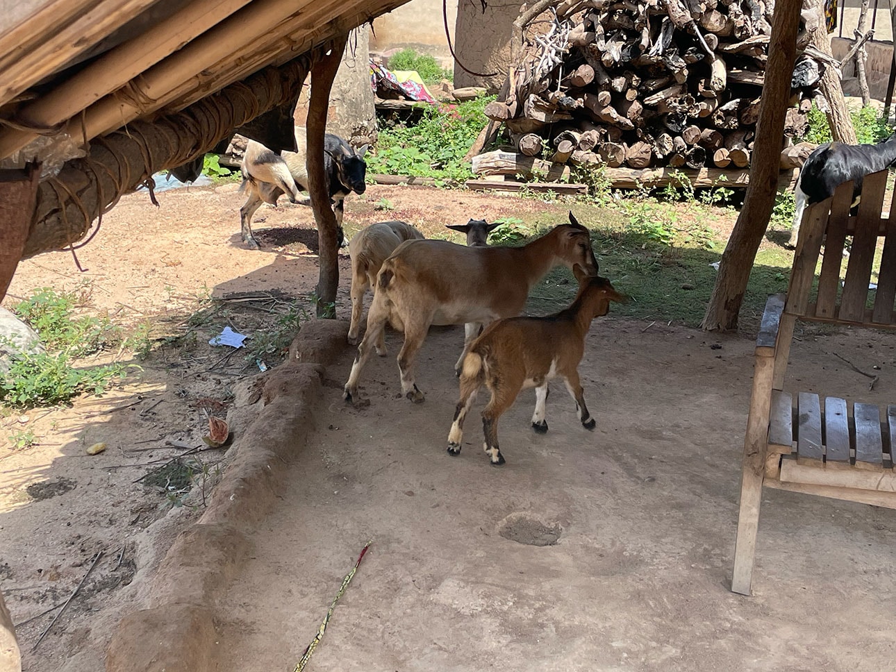 アフリカの自然が育てた綿｜農業の健全な発展と、自然環境の保全につながる_M3JP0E