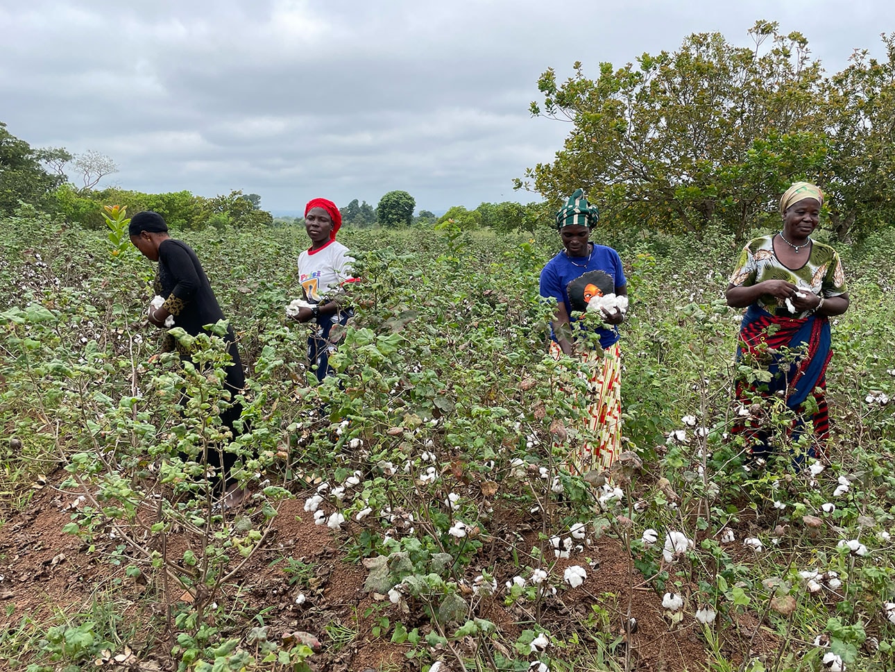 アフリカの自然が育てた綿｜農業の健全な発展と、自然環境の保全につながる_O1M27Y