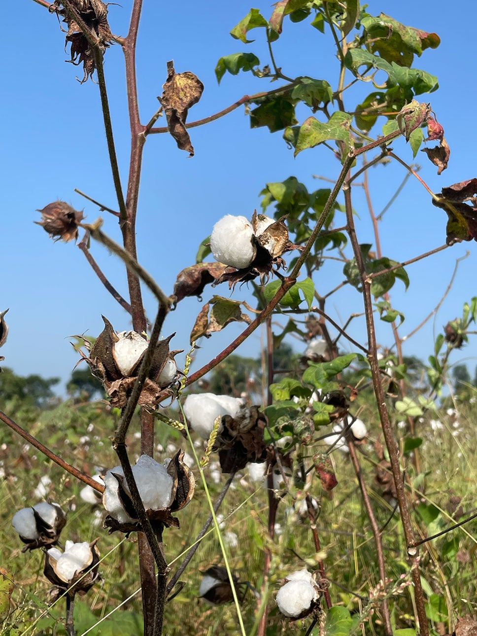 アフリカの自然が育てた綿｜農業の健全な発展と、自然環境の保全につながる_cnZUu8