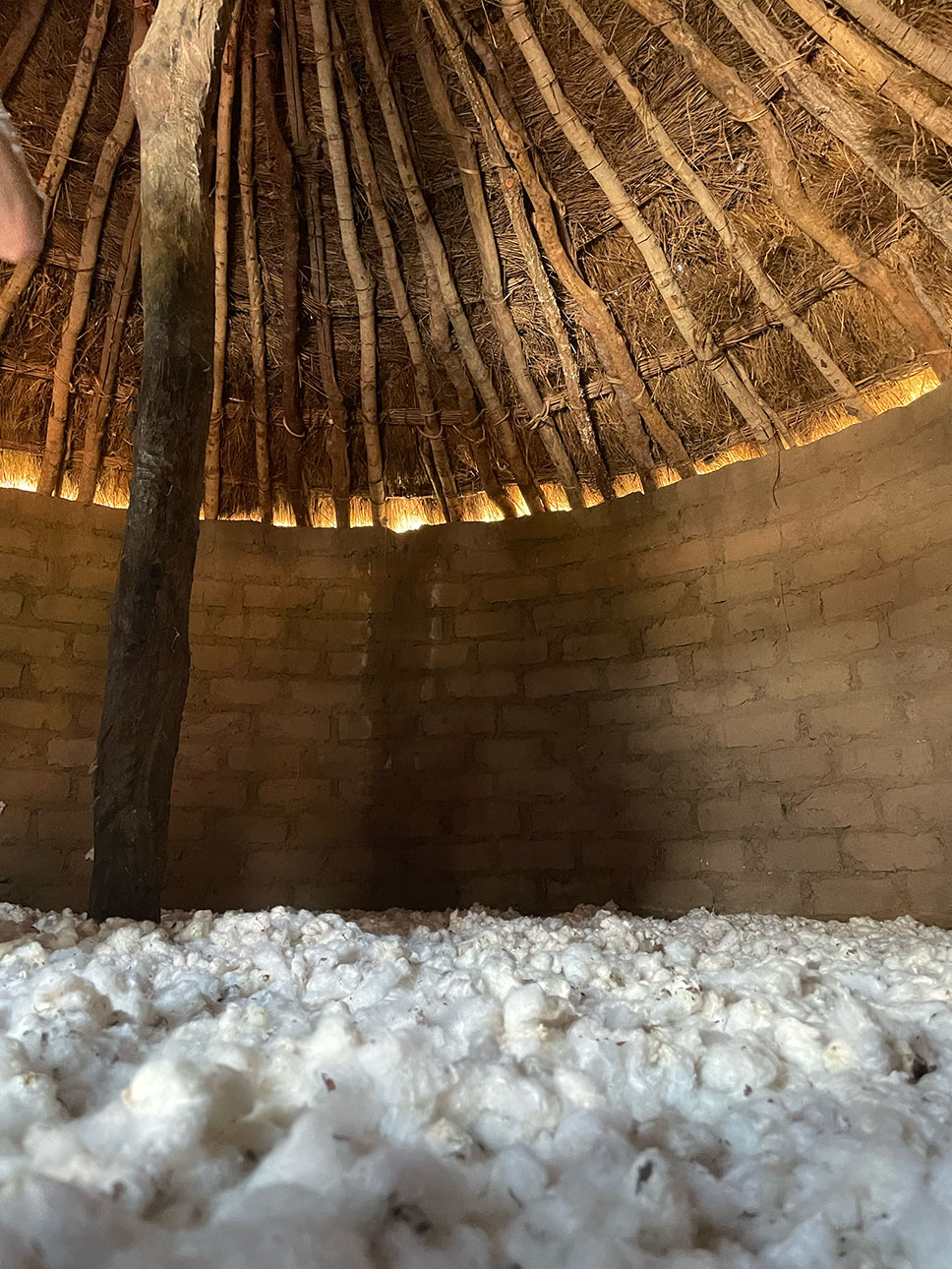 アフリカの自然が育てた綿｜農業の健全な発展と、自然環境の保全につながる_xQjN3Z