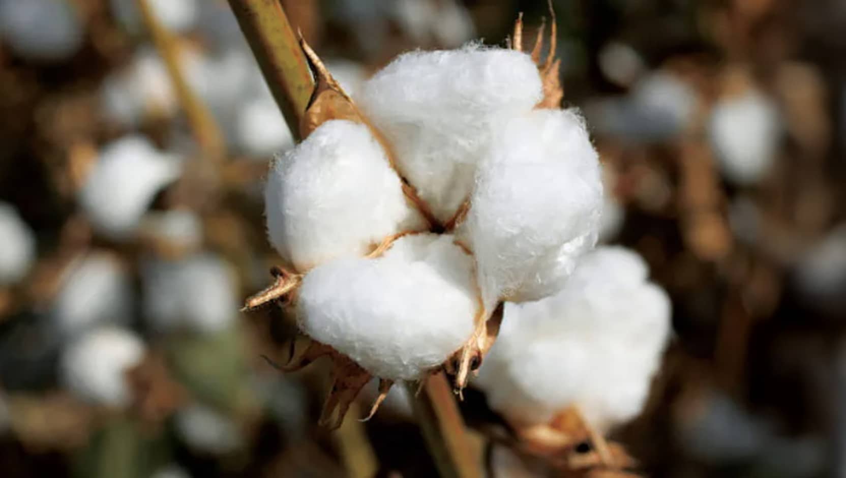 コットンの画像