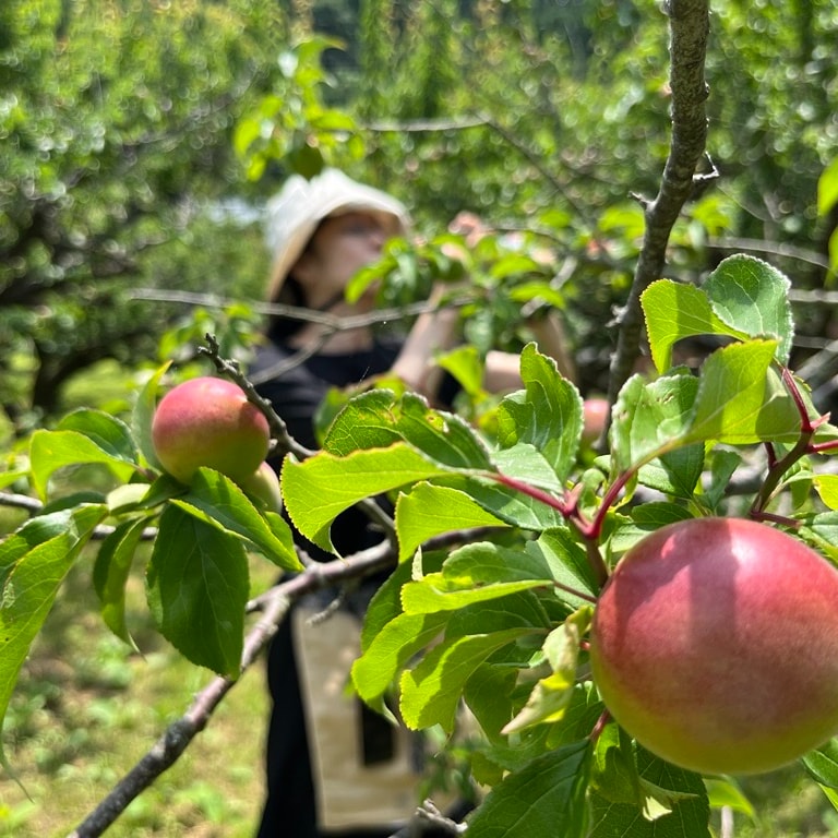 【諸国良品】今年は4月15日（水）14時から順次販売開始。諸国良品の『梅』_22y3Gi