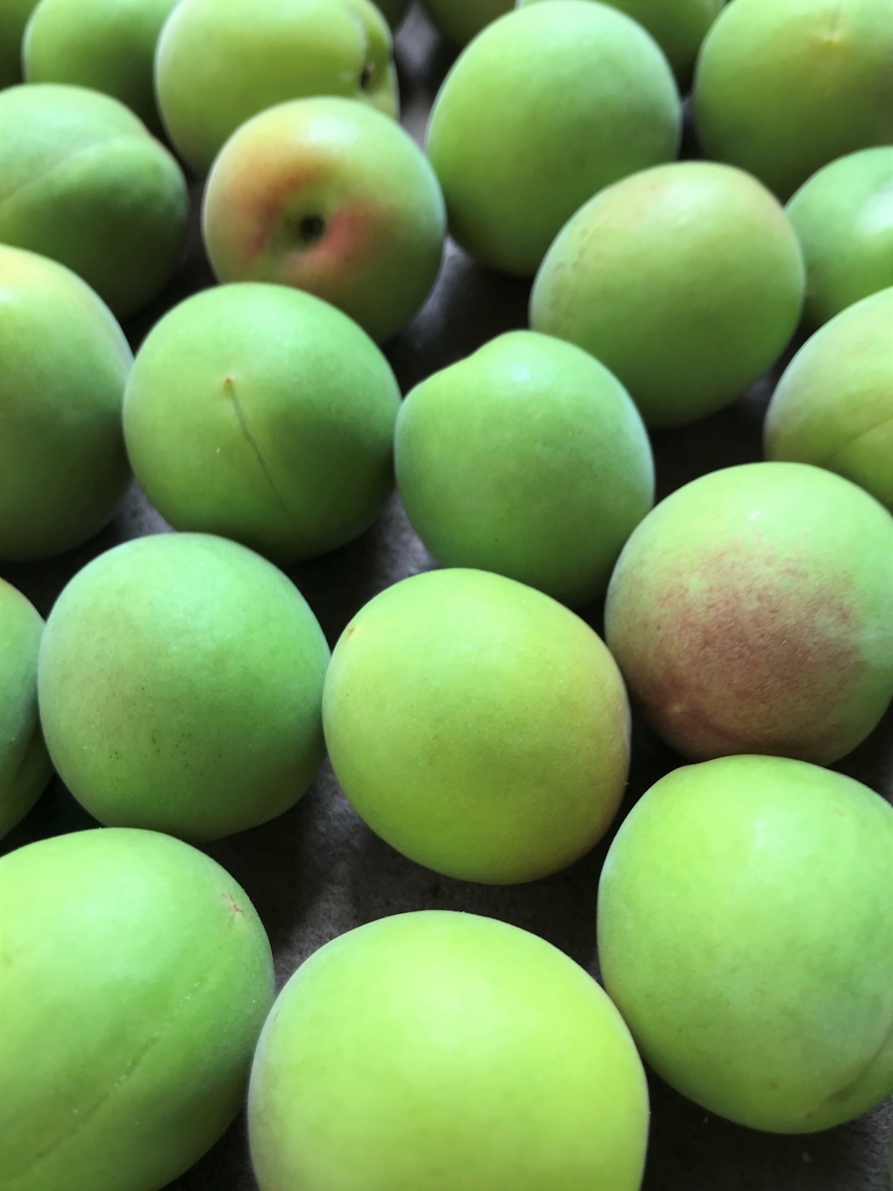 【諸国良品】今年は4月15日（水）14時から順次販売開始。諸国良品の『梅』_Y5czCX