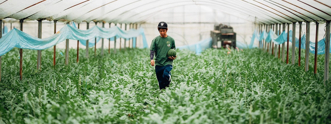 記事内画像：001 日本一の産地、熊本県植木町の小玉スイカ専業農家　【永井ふぁーむ】