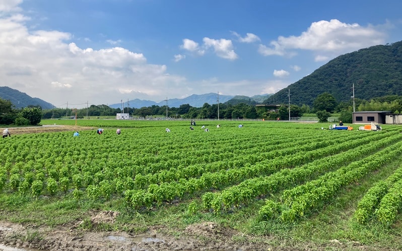 兵庫県たつの市で生産されたバジルのペーストを使用しています。