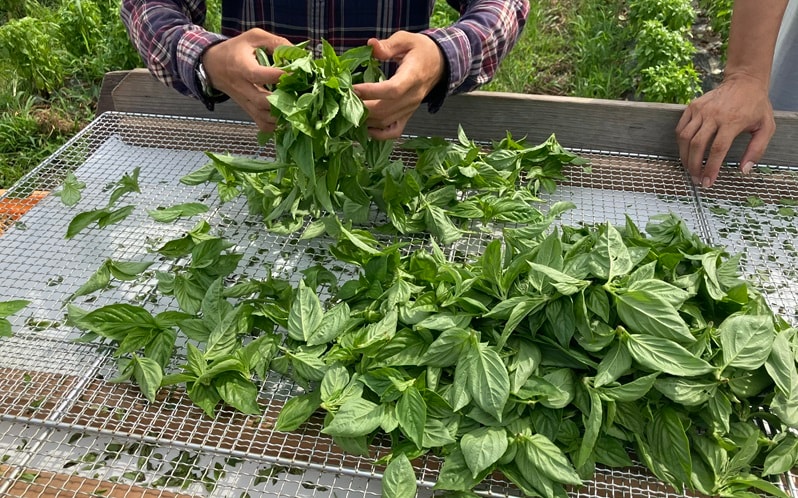 バジルは早朝に手摘みで収穫し、一つひとつ手作業で選別しています。