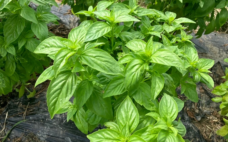 えぐみの出やすい茎を取り除き、葉だけを丁寧に使用。