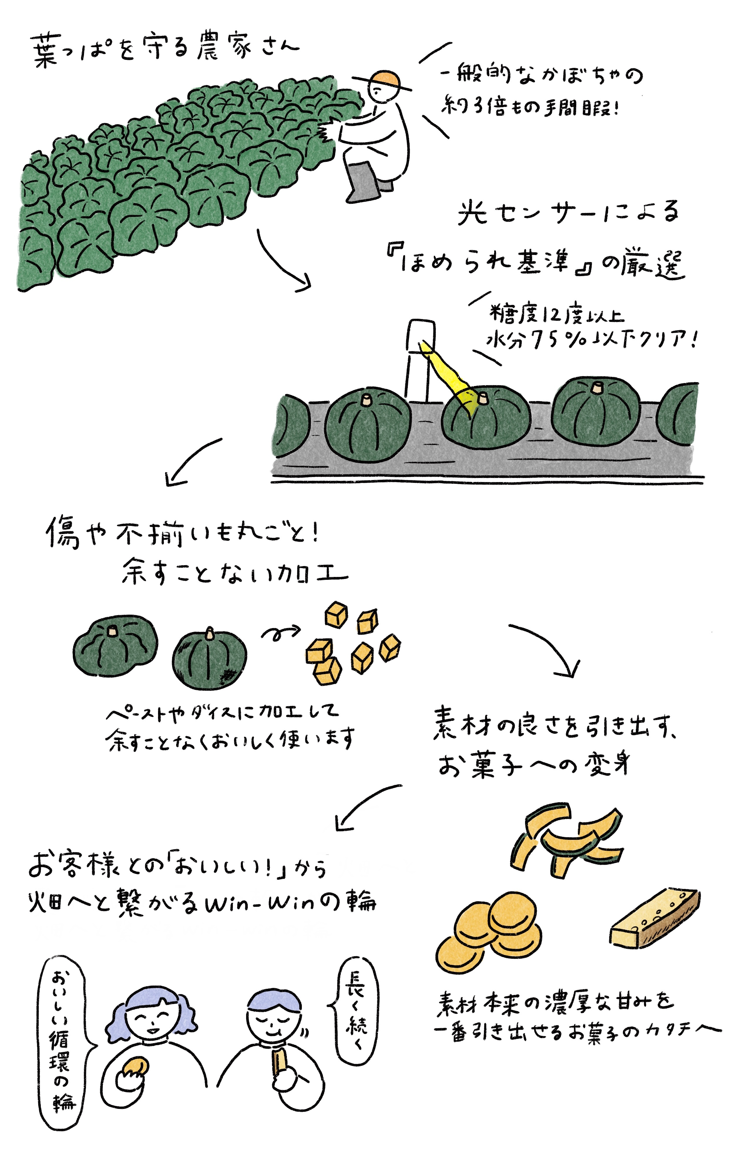 ほめられかぼちゃ 無印良品 製造工程
