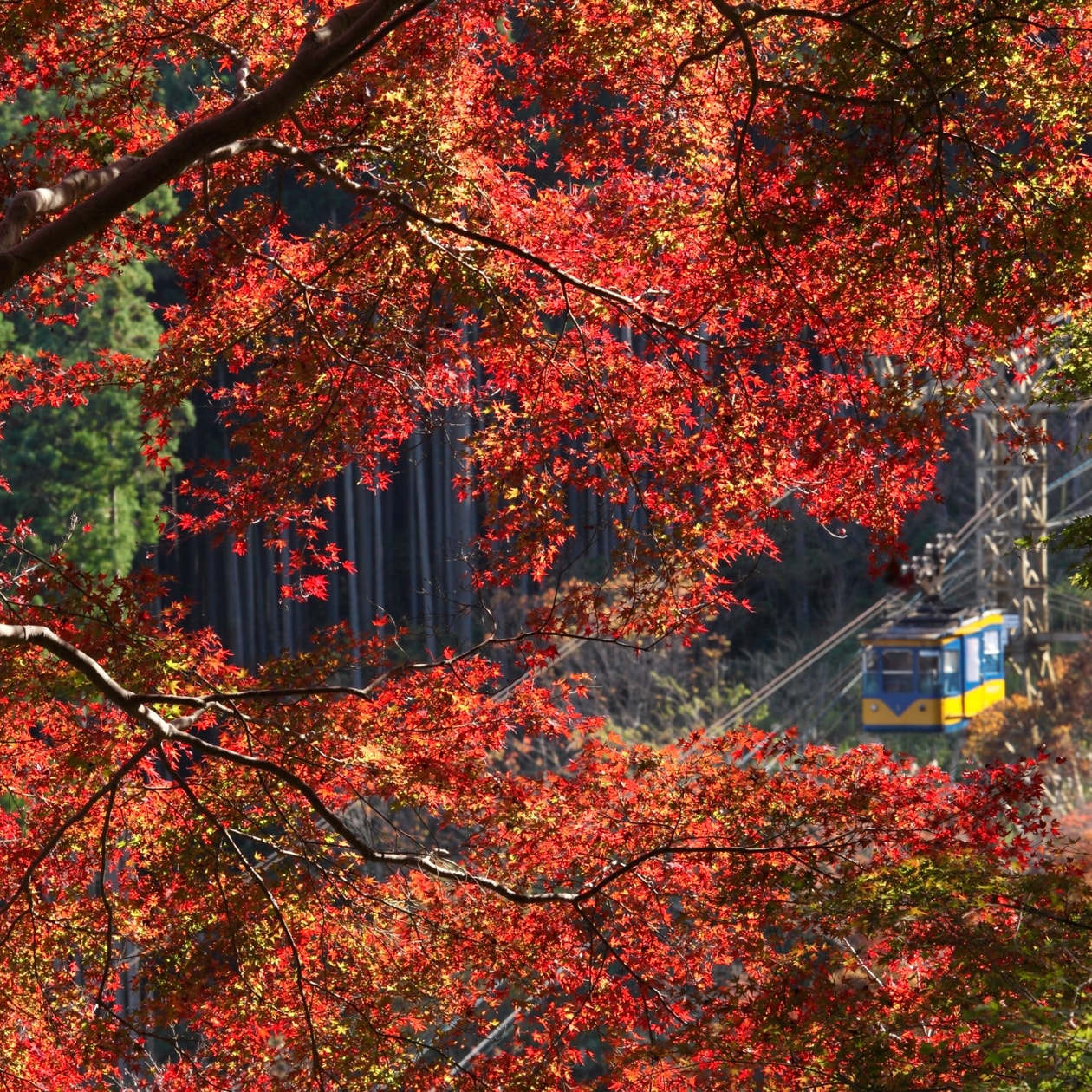 奈良・吉野山の紅葉とロープウェイ