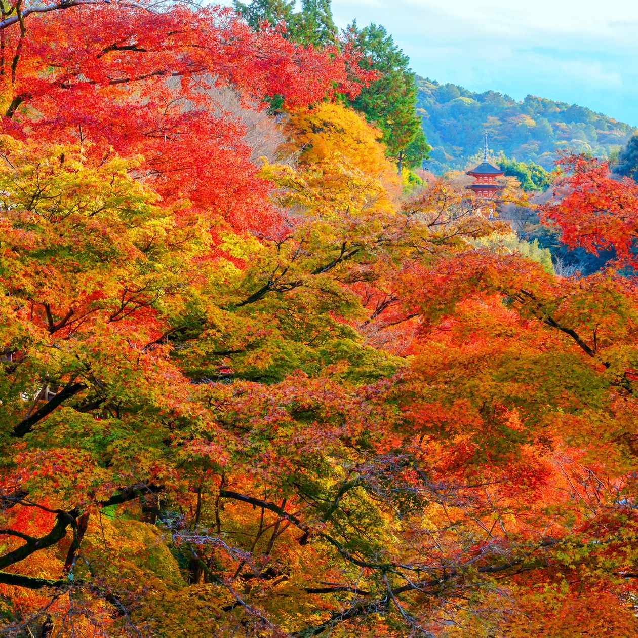 京都・清水寺の紅葉