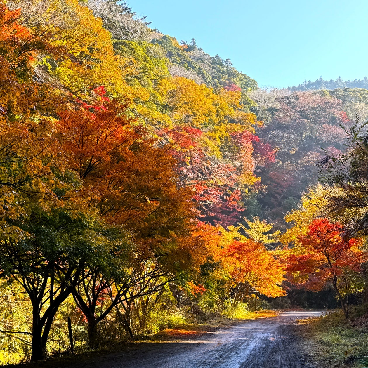 千葉・養老渓谷温泉郷の紅葉