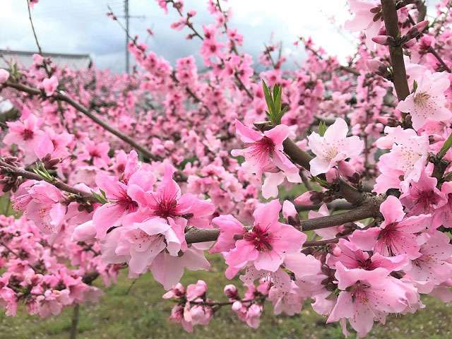 荒川 の 桃 時期